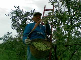 La raccolta della Nocellara avviene esclusivamente a mano, con il metodo della brucatura. Il periodo di raccolta comincia alla fine di Settembre e prosegue ad  Ottobre, Novembre dove le campagne di Castelvetrano si riempiono di uomini e donne che come una grande festa in un rito antico di migliaia di anni raccolgono il prezioso frutto a mano tra le fronde delle foglie verde-argento dell'ulivo Nocellara. La raccolta, per limitare gli scarti ed ottenere olio pregiato, viene fatta nella fase denominata invaiatura del frutto, quando cioè la drupa sta iniziando il processo di maturazione. Le olive rendono circa il 19% in olio, quest'ultimo viene estratto con sistemi di molitura tradizionale con un ciclo continuo a freddo entro 24 ore circa dalla consegna al frantoio. Curiosità: L'olio di oliva è l'unico che si possa ottenere dalla semplice spremitura del frutto, senza alcuna manipolazione chimica.