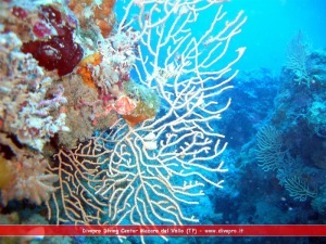 Centro scuba Diving a Mazara del Vallo in provincia di Trapani, città del Satiro Danzante vicino Selinunte.