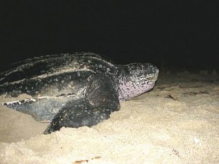 In the Nature Reserve of Belice there are presences of turtle Caretta caretta that near the mouth of the river belice is to deposit eggs